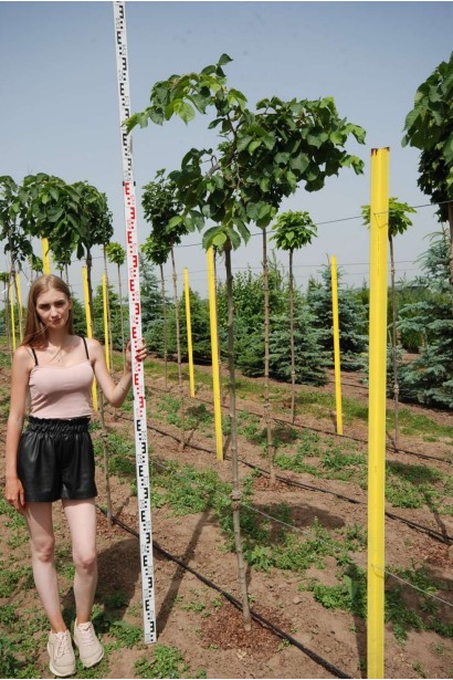 В’яз шорсткий Кампердауні - ком/вис.220-260см/Ø80-100см/ШТАМБ 200-220см/обхват 8-10см 